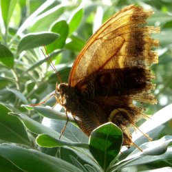 Schmetterling - Lepidoptera - Butterfly - (c) HanneVoltmerDöbrich
